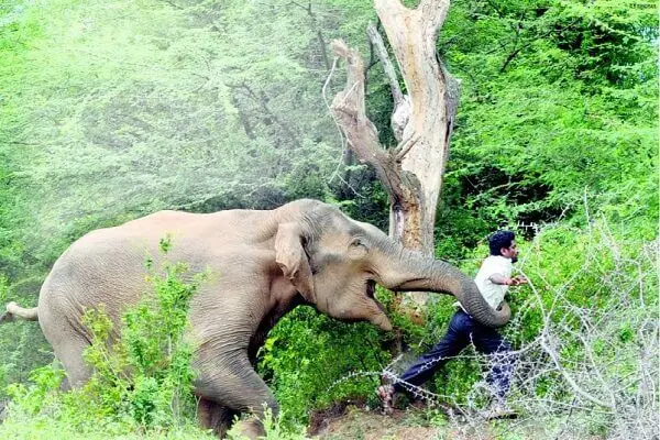 An Elephant Calf in Trouble Got Unexpected Help